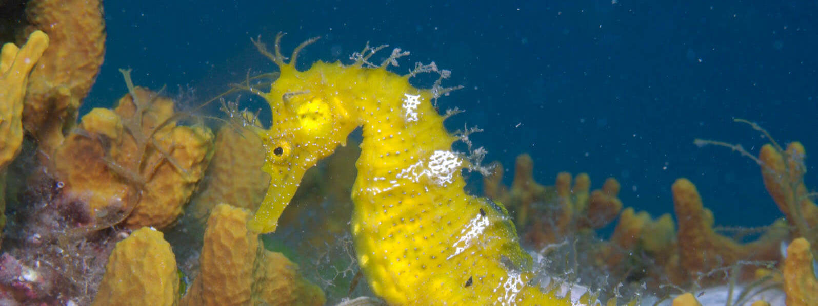 Hippocampus guttulatus - Bildarchiv Seapictures