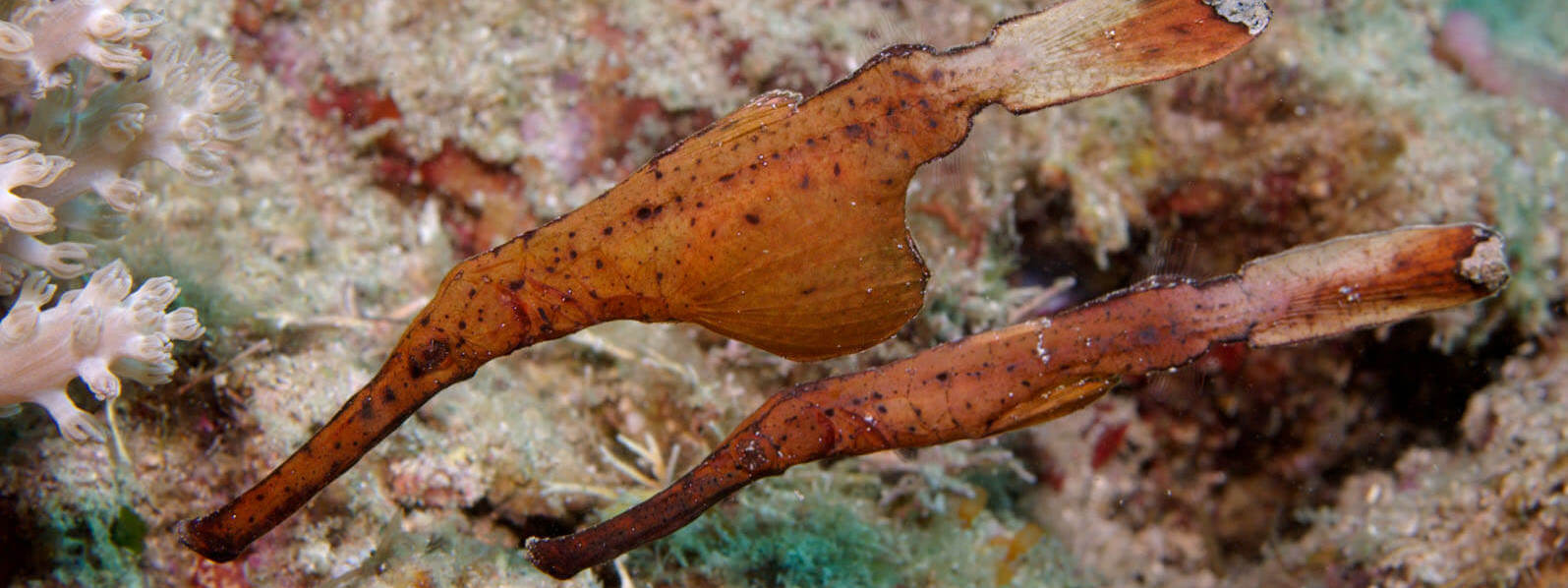 Solenostomus cyanopterus - Bildarchiv Seapictures