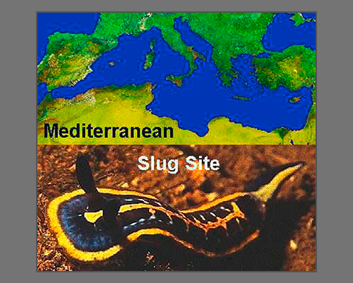 Mittelmeer Nachtschnecken