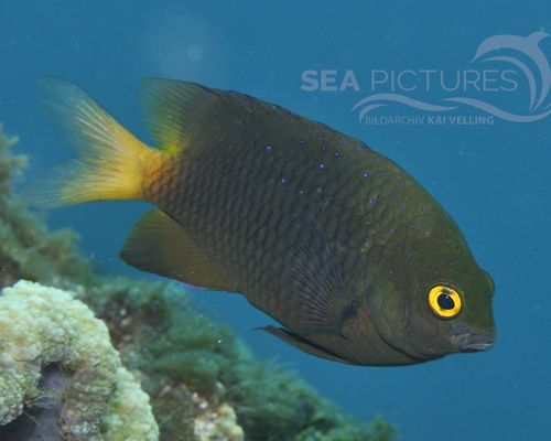 Meeresfische Meeresfische