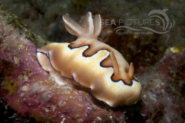 Chromodoris coi