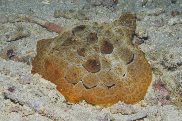 Pleurobranchus forskalii