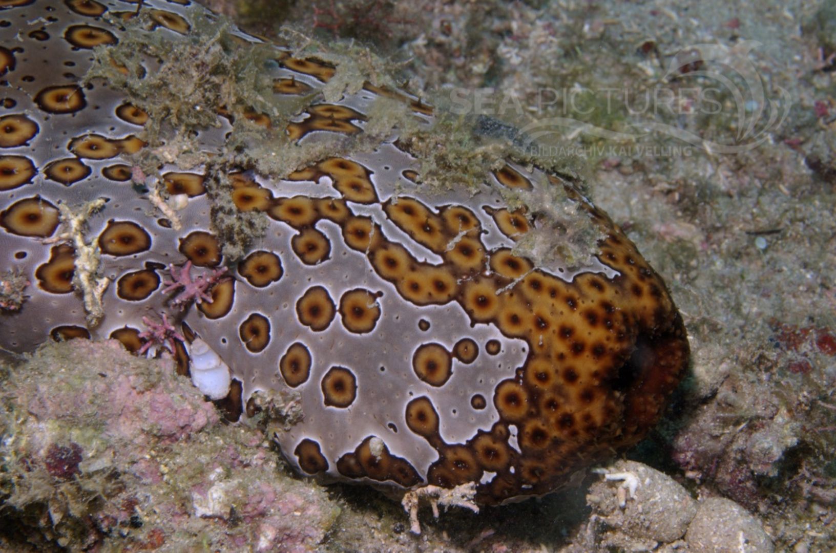 KV Augenfleck- Seegurke Bohadschia argus mit Schnecke PH 06 001