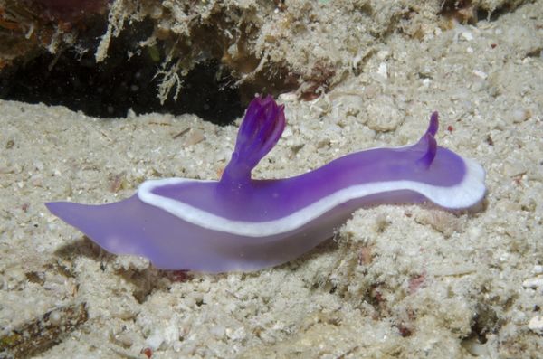 KV Hypselodoris bullocki MALA 06 14