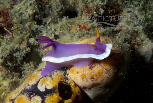 KV Hypselodoris bullocki MALA 06 9