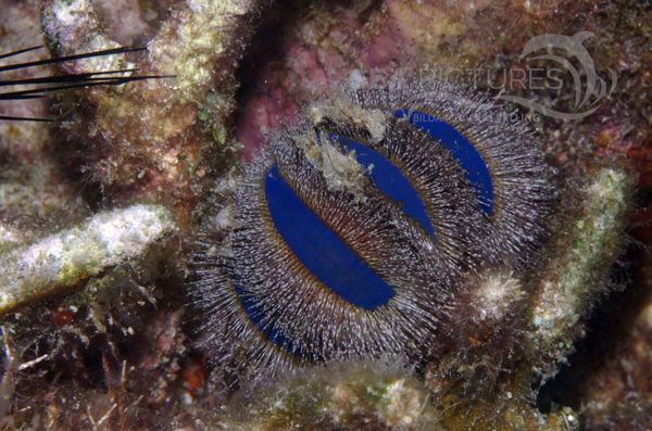 KV Kugel- Seeigel Mespilia globulus PH 06 011