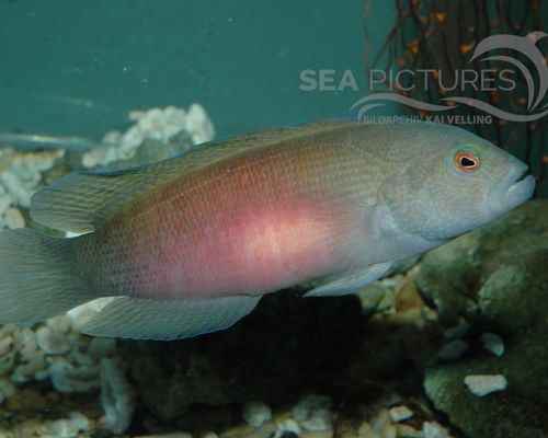 Lippfische
