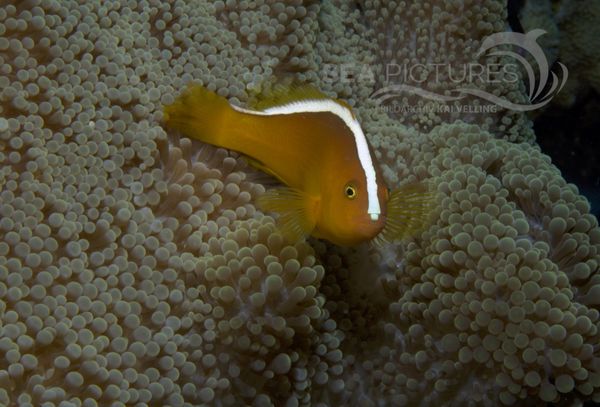 KV O  stlicher Weissru  cken-Anemonenfisch  Amphiprion sandaracinos  MALA 06.