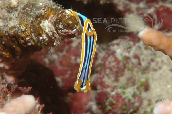 KV Pyjama-Sternschnecke  Chromodoris quadricolor  RO 05