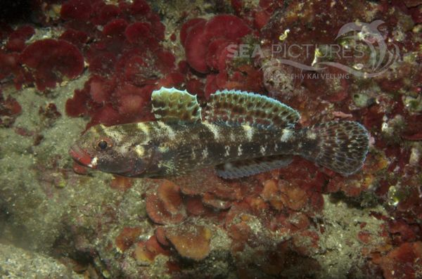 KV Rotmaulgrundel Gobius cruentatus KR 06 578