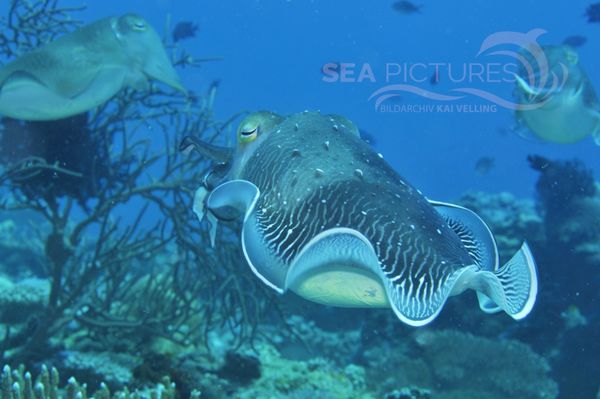 Sepia latimanus