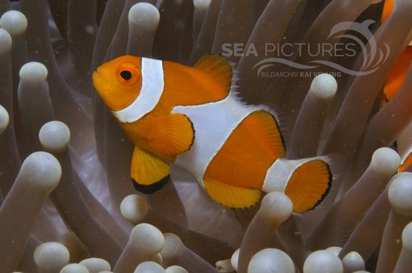 Amphiprion ocellaris