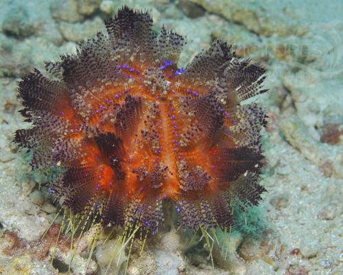 Seeigel