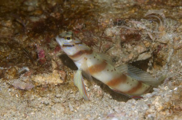 KV Partnergrundeln  Amblyeleotris diagonalis PH 06 001