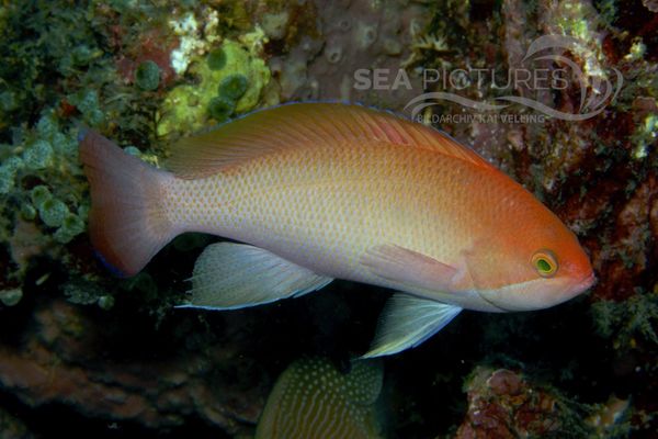 Pseudanthias luzonensis