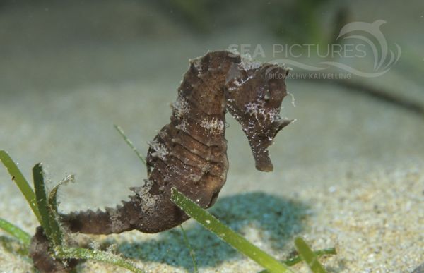 Kurzschnauzen-Seepferdchen  Hippocampus hippocampus  MI56  1 
