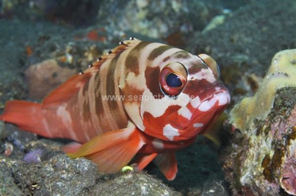 Epinephelus fasciatus