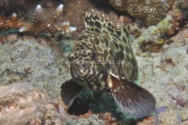 Epinephelus quoyanus