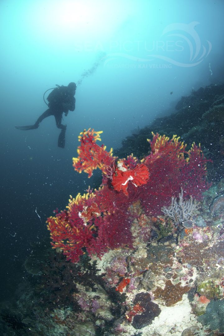 Rote Gorgonie mit Taucher