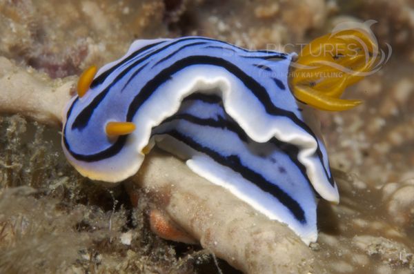 KV Chromodoris sp PH 08 03743