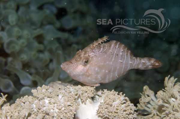 KV Feilenfisch Acreichthys radiatus     PH 06 001