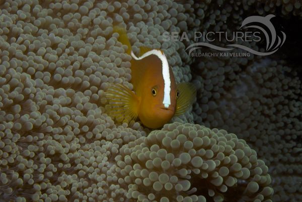 KV O  stlicher Weissru  cken-Anemonenfisch  Amphiprion sandaracinos  MALA 06 1.