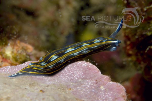 Hypselodoris villafranca