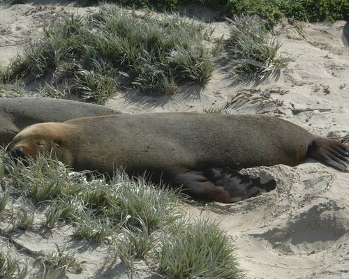 Meeressäuger Meeressäuger