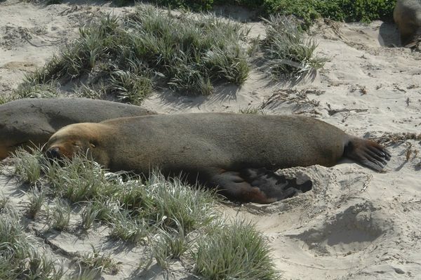 Australien-Seebaer  Arctocephalus pusillus  SA 1210