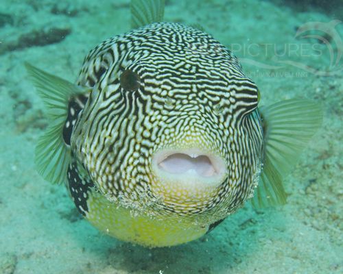 Kugelfische