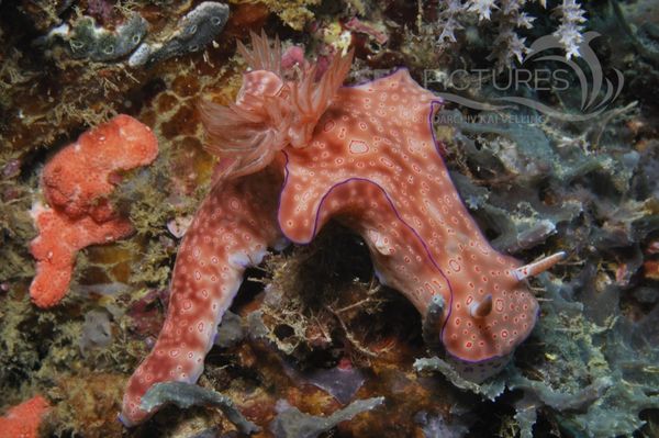 Ceratosoma cornigerum