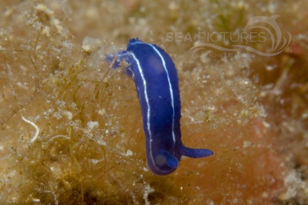 Hypselodoris orsinii 