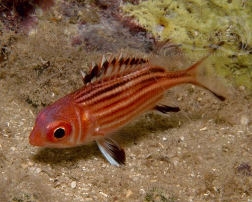 Soldatenfische