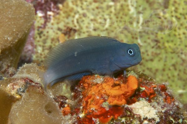 Blenny