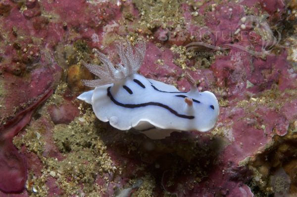 KV Chromodoris willani  PH 08 08896