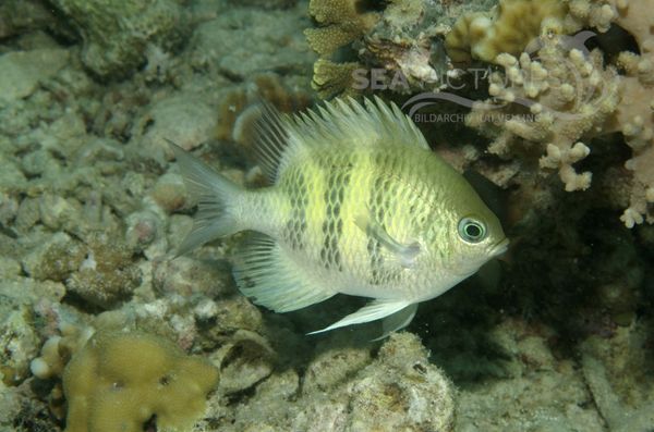 KV Amblyglyphidodon curacao MALA 06.