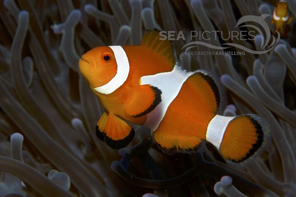 Amphiprion ocellaris