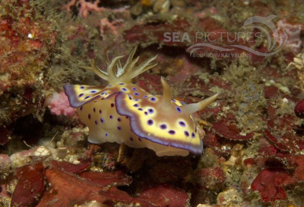 KV Chromodoris kuniei PH 06 200