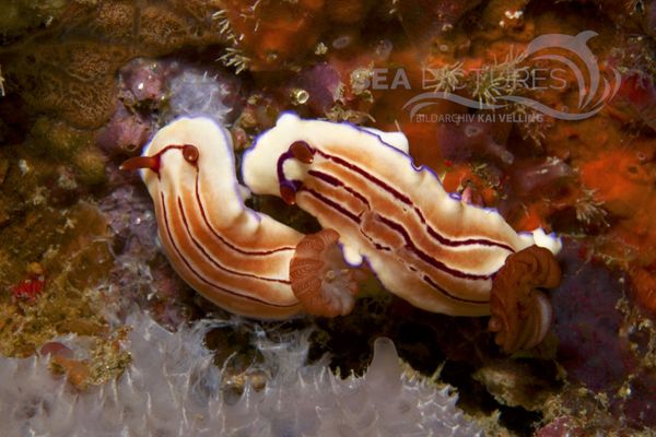 Hypselodoris emma