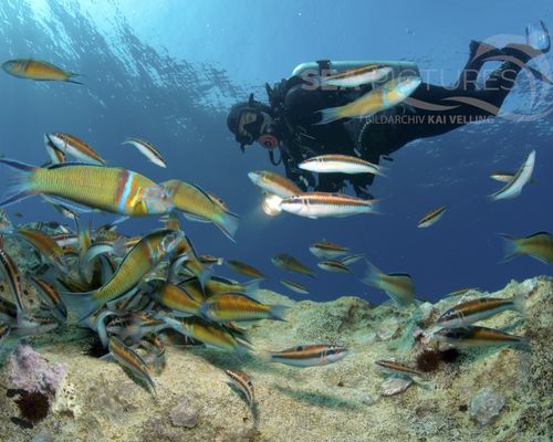 Taucher und Wracks