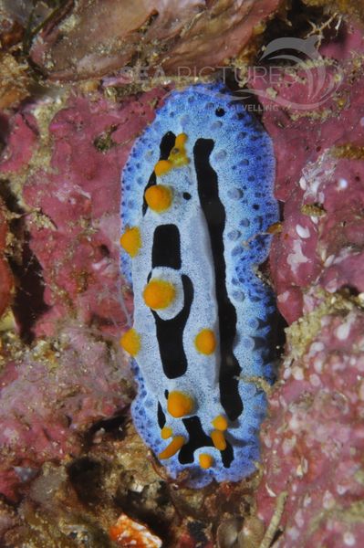 Phyllidia coelestis