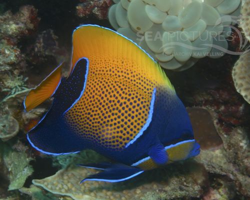 Kaiserfische