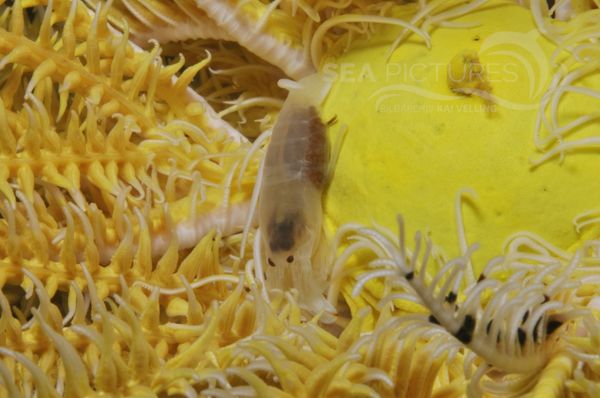 Synalphus sp