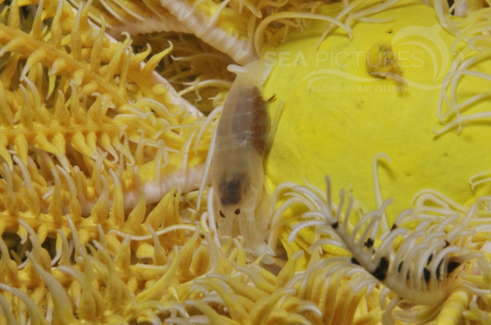 Synalphus sp