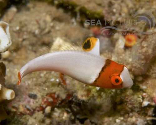 Papageienfische