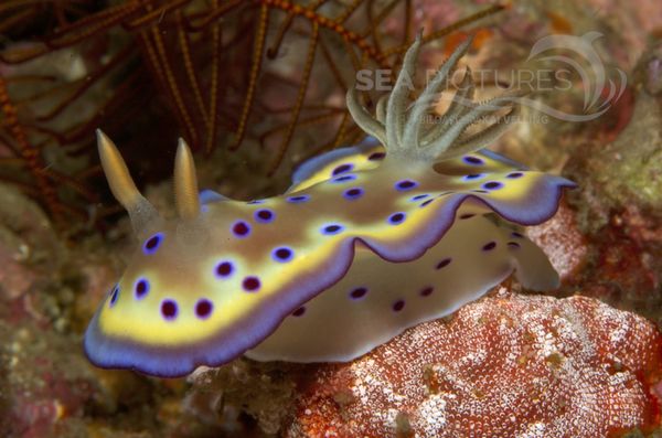 KV Chromodoris kunie PH 08 12704