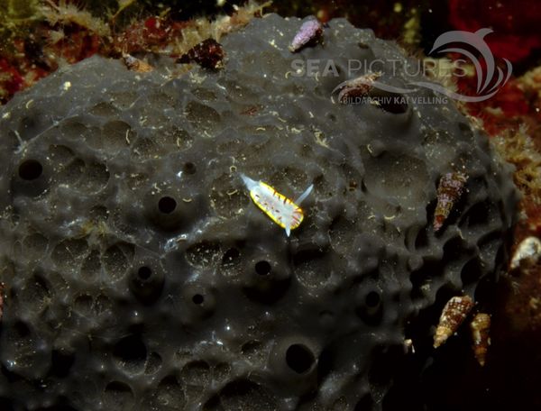 KV Diaphorodoris papillata  KR 06 890