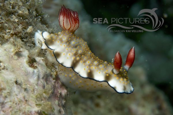 Hypselodoris bollandi