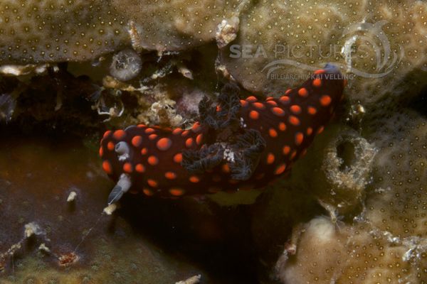 Nembrotha sp