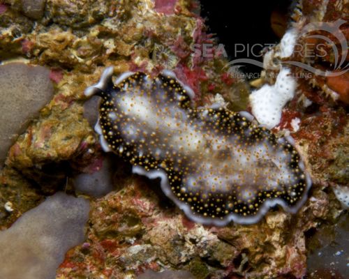 Niedere Tiere Niedere Tiere